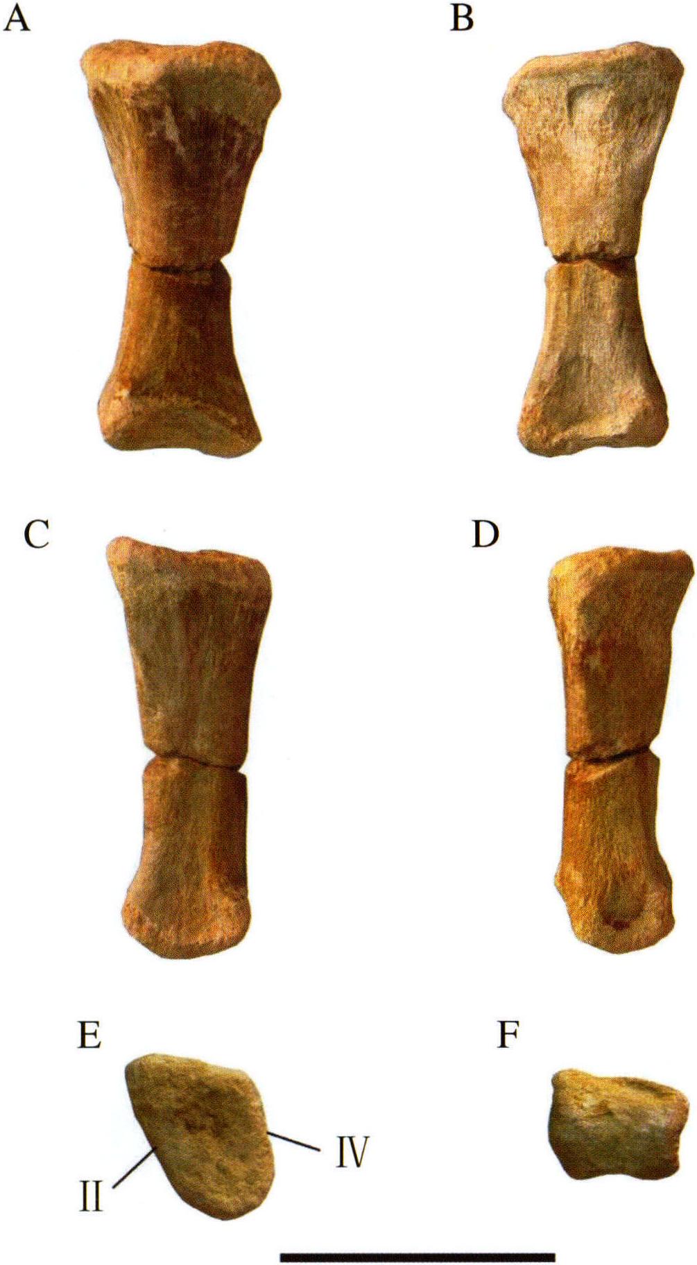 图版65 苏氏巧龙右第三跖骨 (IVPP V17768. 291)